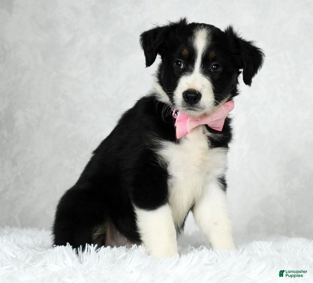 Miniature Australian Shepherd dogs for sale: Ellie - Image 5
