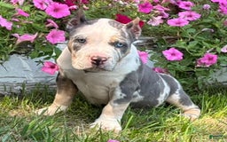 American Bully dogs for sale: Ramona - Image 3