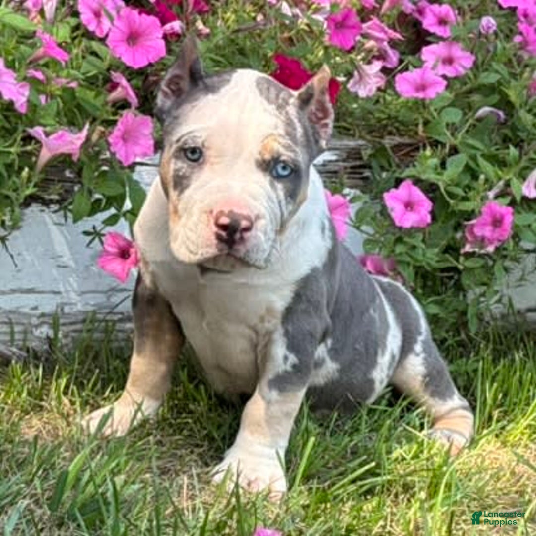 American Bully dogs for sale: Ramona - Image 3
