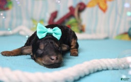 Toy Poodle dogs for sale: Jubilee - Image 6