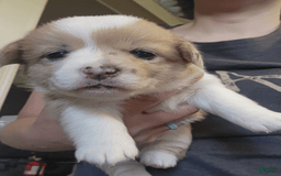 Welsh Corgi Pembroke dogs for sale: Girl 1 - Image 2
