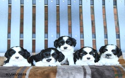 Cocker Spaniel dogs for sale: Khloe - Image 1