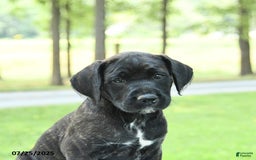 Cane Corso dogs for sale: Meadow - Image 1