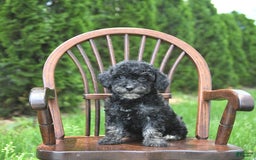 Miniature Poodle dogs for sale: Tessa Extra Small - Image 9