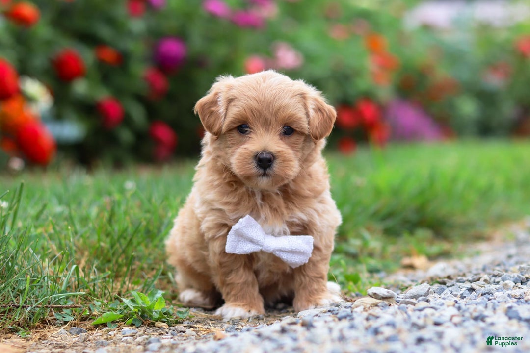 Maltipoo dogs for sale: Tommy - Image 1