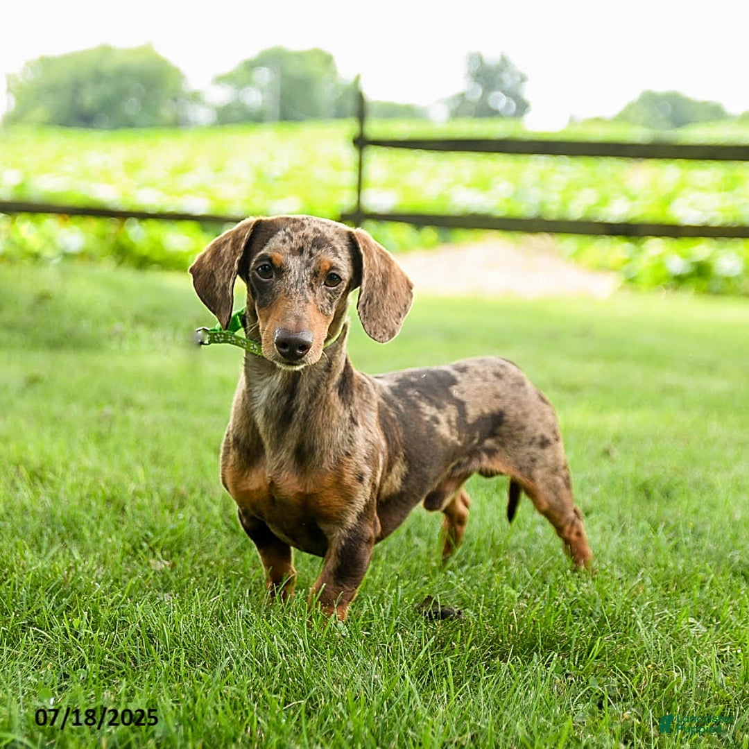 Dachshund dogs for sale: Layla - Image 7