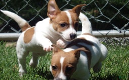 Jack Russell Terrier dogs for sale: Fillmore - Image 13