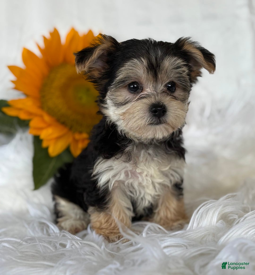 Morkie dogs for sale: Lillian - Image 4