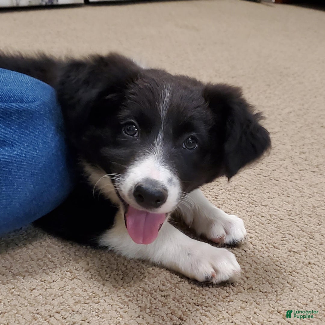 Border Collie dogs for sale: Haley - Image 4