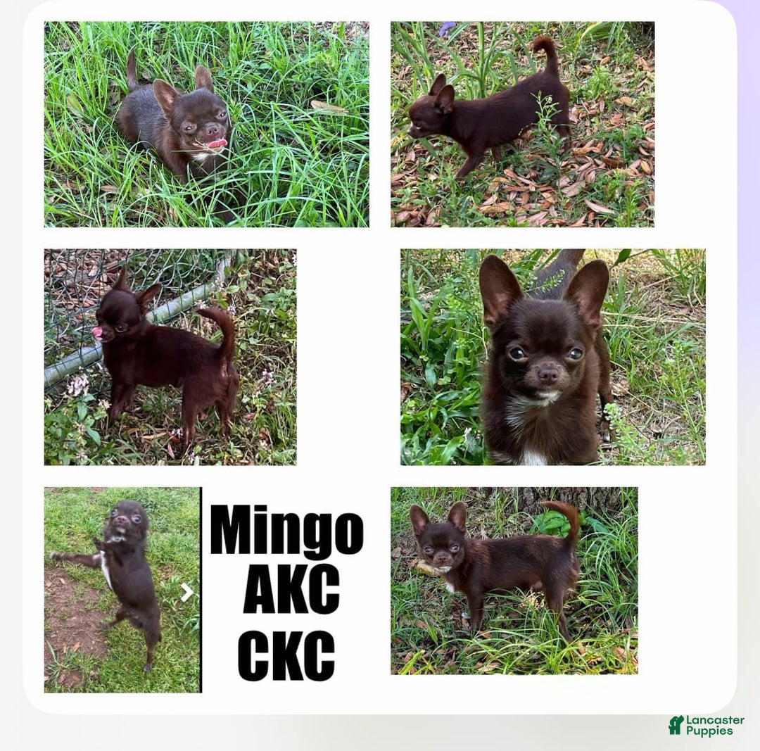 Chihuahua dogs for sale: Fancy Stance - Image 12