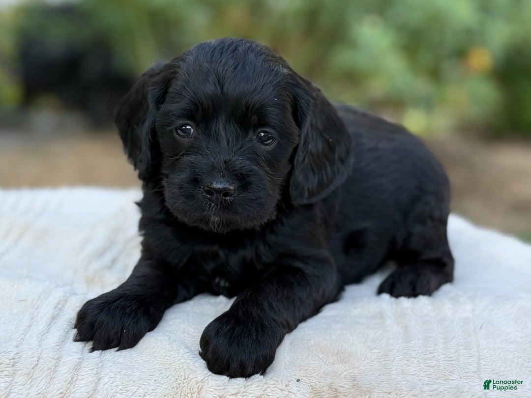 Cavapoo dogs for sale: Liam - Image 1