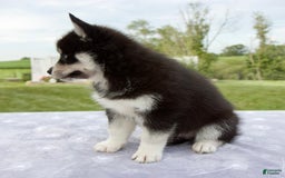 Pomsky dogs for sale: Bluey - Image 2