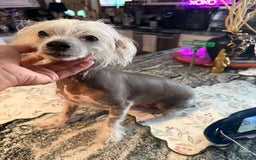 Chinese Crested dogs for sale: Joker - Image 2