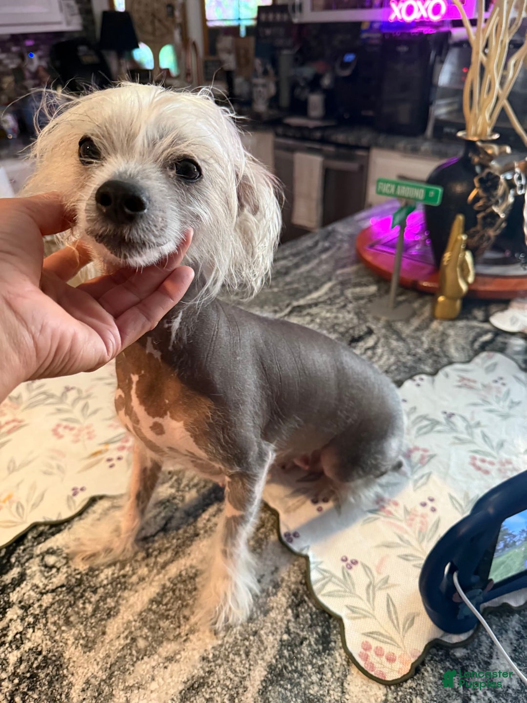 Chinese Crested dogs for sale: Joker - Image 2