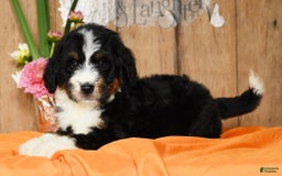 Bernedoodle dogs for sale: Dawn - Image 8