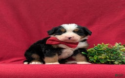 Bernese Mountain Dog dogs for sale: Floyd - Image 12