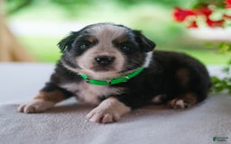 Miniature Australian Shepherd dogs for sale: Tyler - Image 2