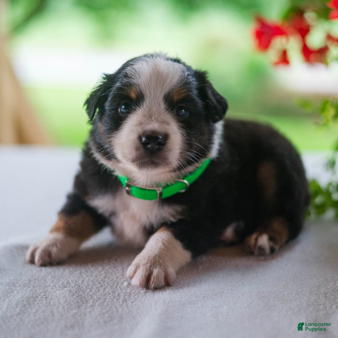 Miniature Australian Shepherd dogs for sale: Tyler - Image 2