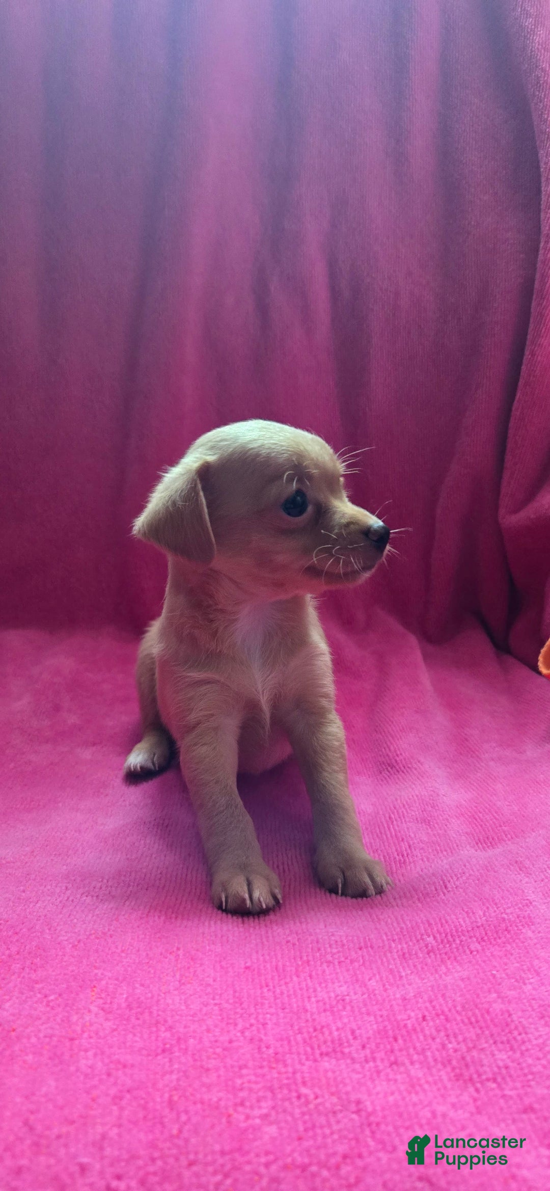 Chipoo dogs for sale: Hope - Image 3
