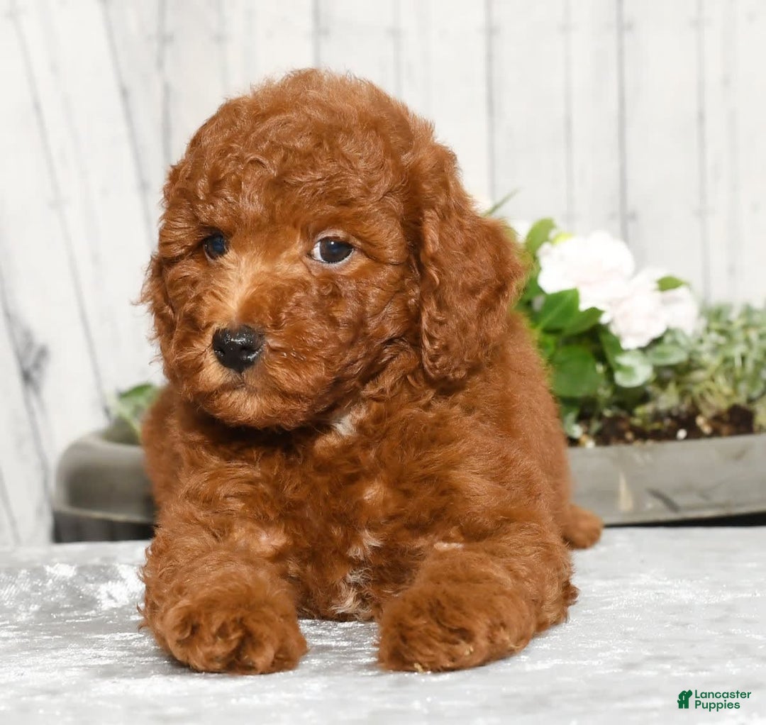 Miniature Poodle dogs for sale: Zeke - Image 3