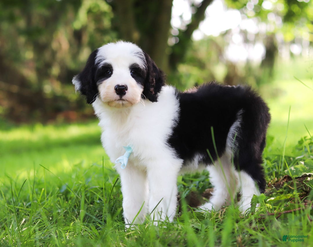 Sheepadoodle dogs for sale: Everett - Image 3