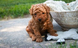 Miniature Poodle dogs for sale: Tristan - Image 6