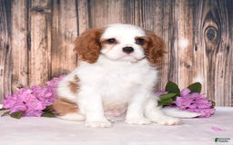 Cavalier King Charles Spaniel dogs for sale: Felix - Image 7