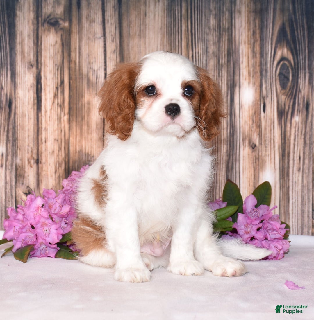 Cavalier King Charles Spaniel dogs for sale: Felix - Image 7