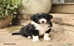 Border Collie dogs for sale: Marco - Image 3
