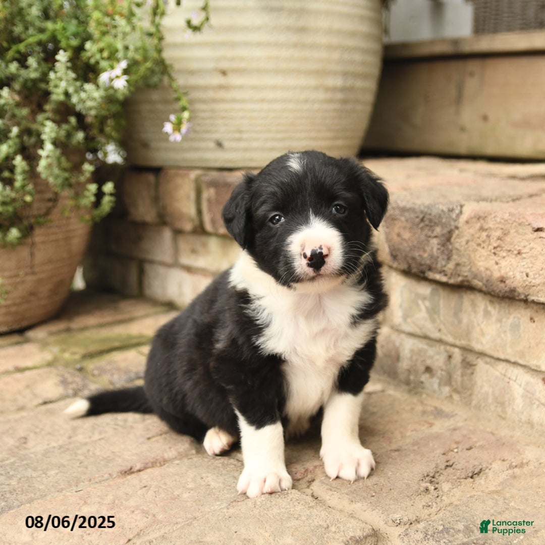 Border Collie dogs for sale: Marco - Image 3