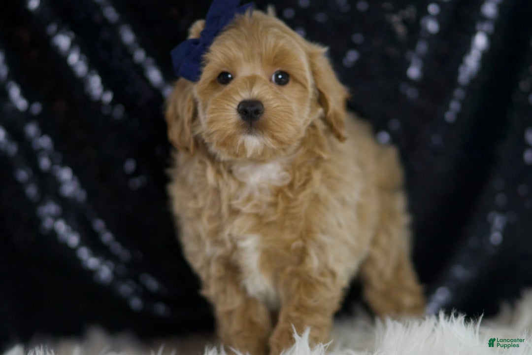 Maltipoo dogs for sale: Dakota - Image 1