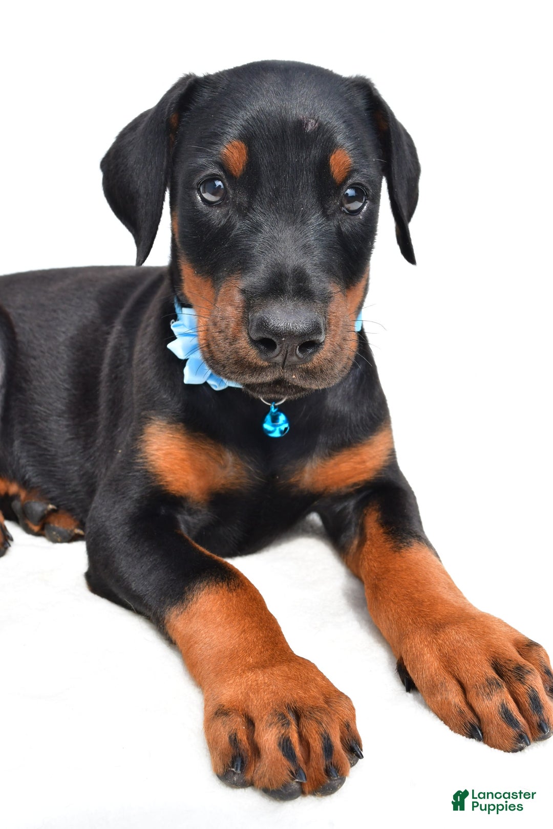 Doberman Pinscher dogs for sale: Melody - Image 8