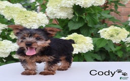 Yorkshire Terrier dogs for sale: Cody - Image 1