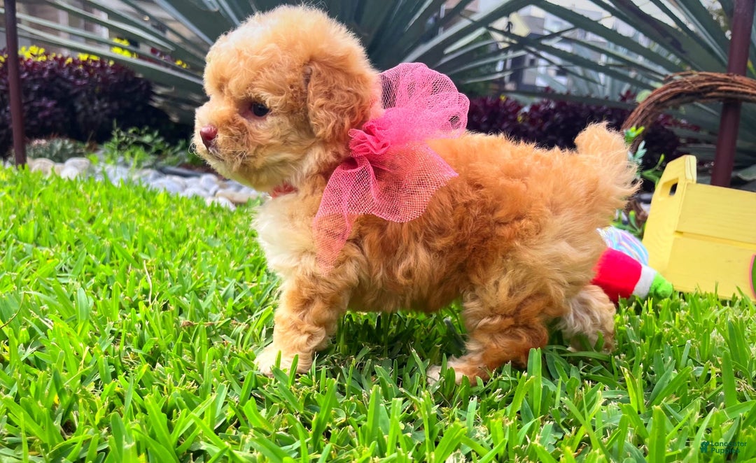 Toy Poodle dogs for sale: Juliet - Image 1