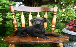 Toy Poodle dogs for sale: Licorice - Image 3