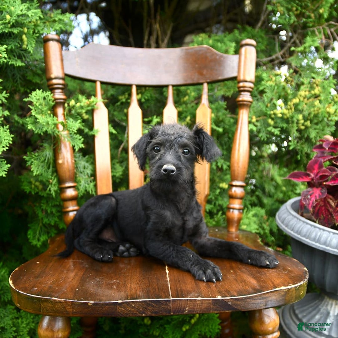 Toy Poodle dogs for sale: Licorice - Image 3