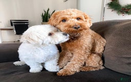 Havanese dogs for sale: Jenny - Image 2