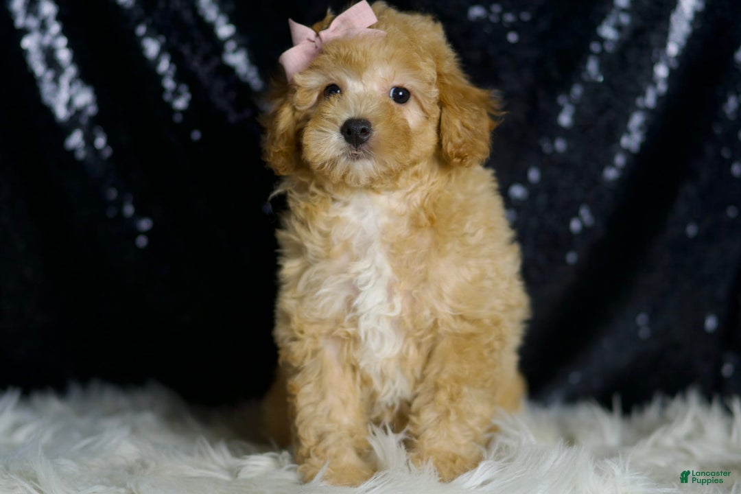 Miniature Poodle dogs for sale: Paige - Image 5