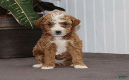Toy Poodle dogs for sale: Edith - Image 1