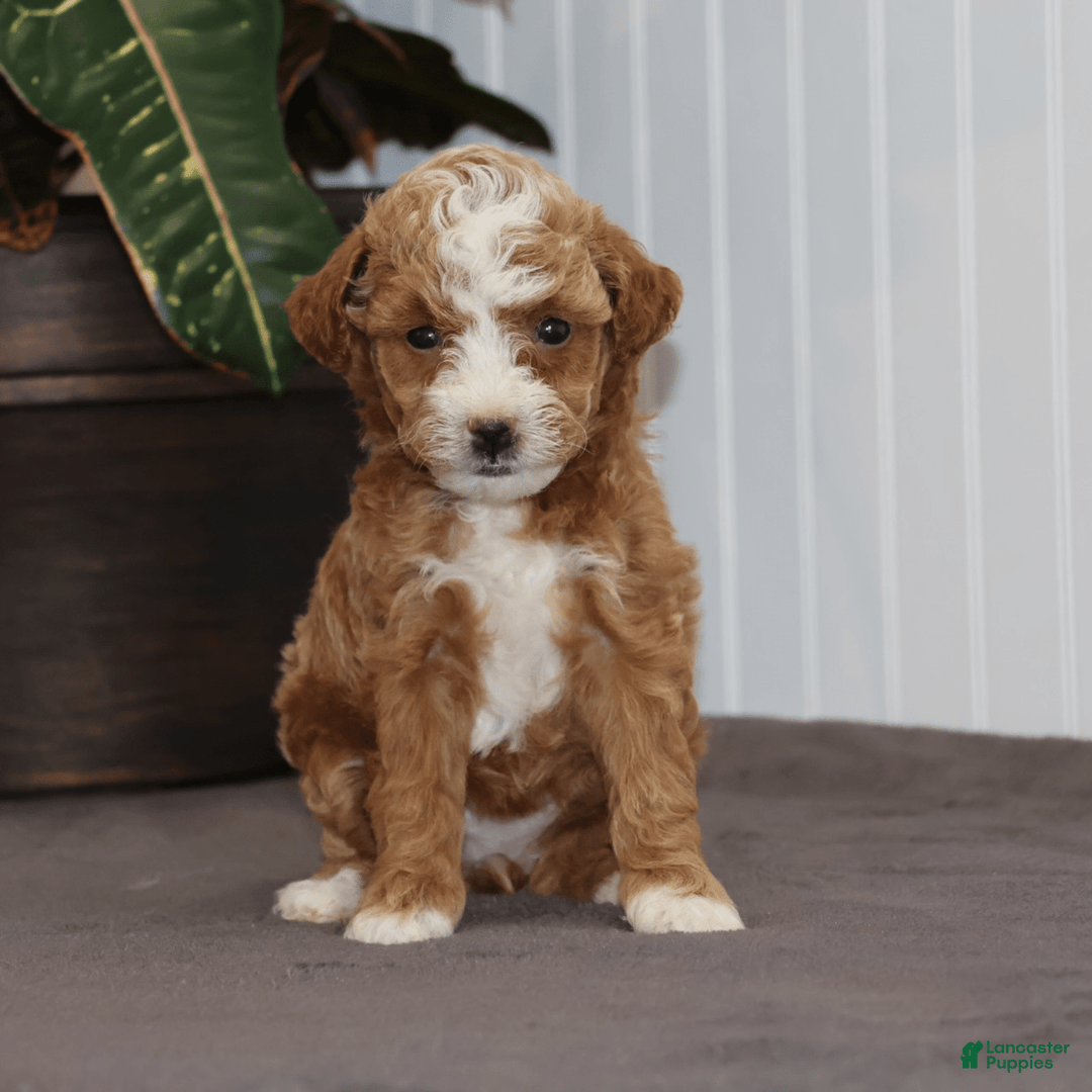 Toy Poodle dogs for sale: Edith - Image 1