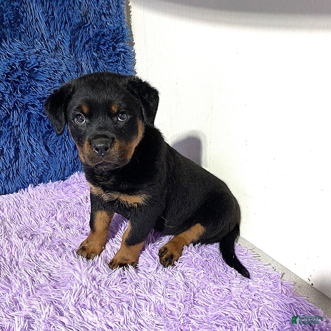 Rottweiler dogs for sale: Angeline - Image 8