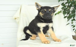 Gerberian Shepsky dogs for sale: Moonlight - Image 6