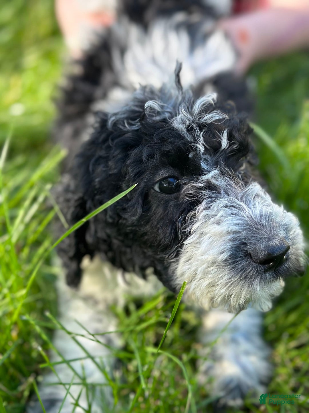Labradoodle dogs for sale: Moo Moo - Image 1
