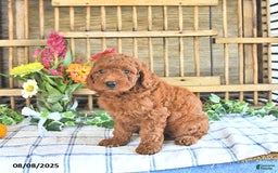 Mini Goldendoodle dogs for sale: Penny - Image 5