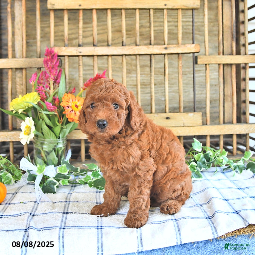 Mini Goldendoodle dogs for sale: Penny - Image 5