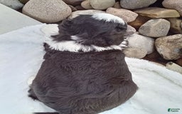 Mini Bernedoodle dogs for sale: Banjo - Image 19
