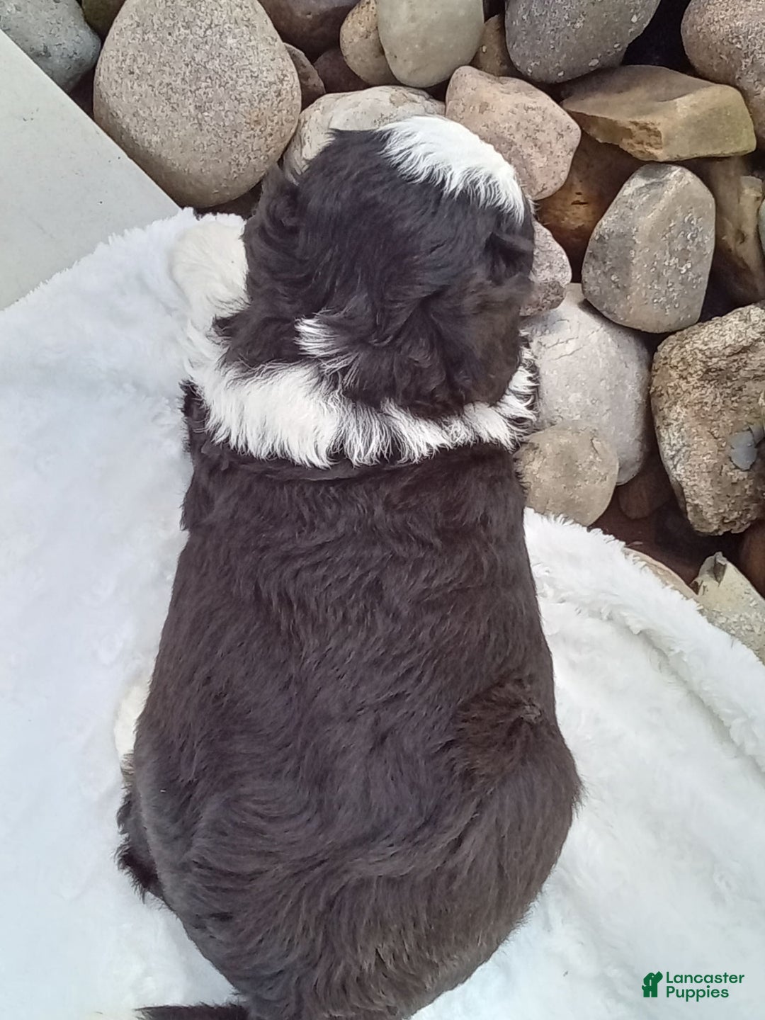 Mini Bernedoodle dogs for sale: Banjo - Image 19