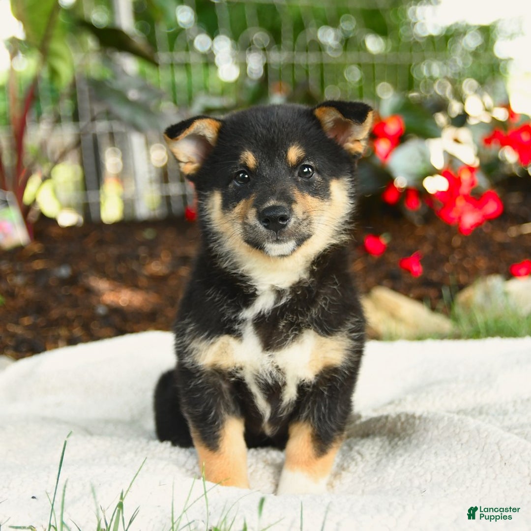 Shiba Inu dogs for sale: Haven - Image 5