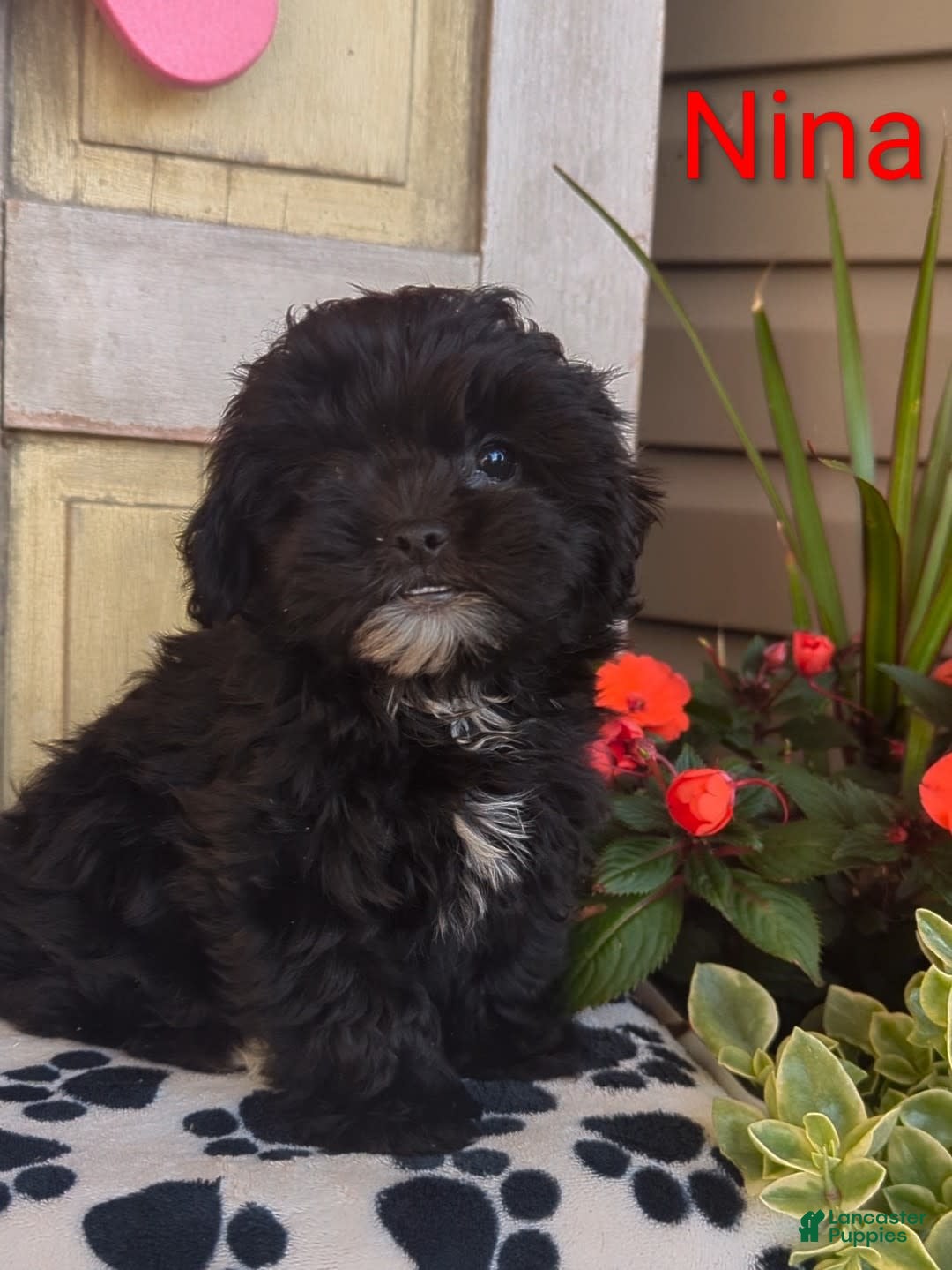 Shih Tzu dogs for sale: Nina - Image 3