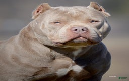American Bully dogs for sale: Willy - Image 4